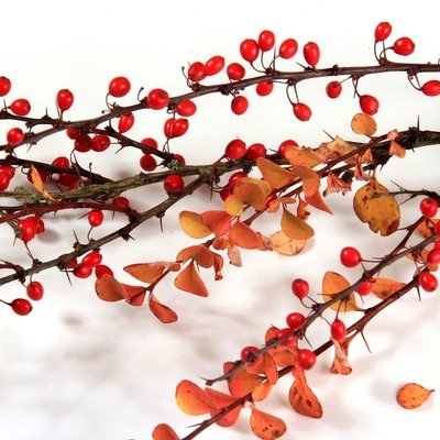 Berberine HCL