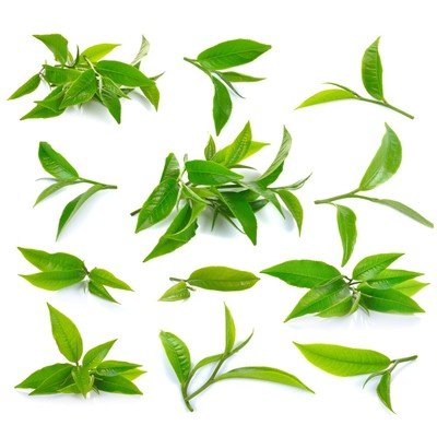 Green Tea Leaf
