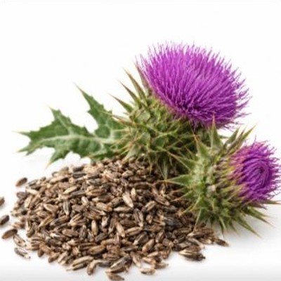 Milk Thistle
